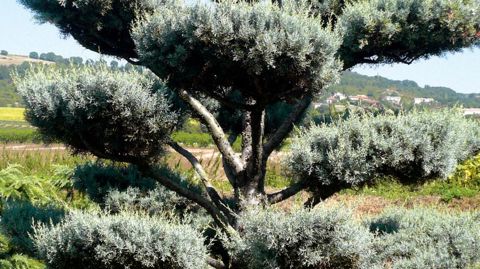 La pépinière de l'Ambre propose des pins noirs et pins sylvestres taillés en « nuage ». Mais elle réalise aussi cette forme particulière à partir de cyprès bleus qui bénéficient d'un bon engouement commercial, plus particulièrement dans des tailles allant de deux mètres à deux mètres cinquante.