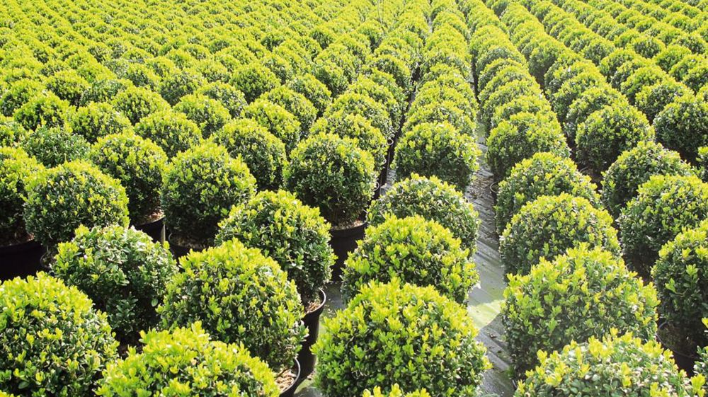 Les végétaux d'extérieur proviennent essentiellement des Pays-Bas, de Belgique et d'Italie. Certains de ces buis cultivés en Belgique seront plantés en France. Les végétaux d'extérieur proviennent essentiellement des Pays-Bas, de Belgique et d'Italie. Certains de ces buis cultivés en Belgique seront plantés en France.
