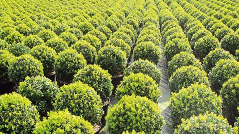 Les végétaux d'extérieur proviennent essentiellement des Pays-Bas, de Belgique et d'Italie. Certains de ces buis cultivés en Belgique seront plantés en France.
