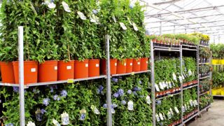 La plate-forme d'Angers regroupe la majorité des plantes fournies par les producteurs de France et du sud de l'Europe.