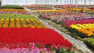 Les serres de production sont souvent restées pleines lors du printemps 2013, la faute au climat et à un calendrier défavorable. Les serres de production sont souvent restées pleines lors du printemps 2013, la faute au climat et à un calendrier défavorable.