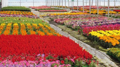 Les serres de production sont souvent restées pleines lors du printemps 2013, la faute au climat et à un calendrier défavorable.