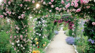 L'entreprise André Eve dispose d'une roseraie de démonstration et d'un point de vente qui lui permettent d'écouler 20 % de sa production. Mais l'essentiel de l'activité commerciale est réalisée via la vente par correspondance.PHOTO : PAUL TRANSON