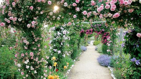 L'entreprise André Eve dispose d'une roseraie de démonstration et d'un point de vente qui lui permettent d'écouler 20 % de sa production. Mais l'essentiel de l'activité commerciale est réalisée via la vente par correspondance.PHOTO : PAUL TRANSON