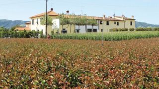 L'Italie est l'un des quatre plus gros pays producteurs horticoles d'Europe en surface, et le deuxième en valeur. Pour maintenir sa compétitivité, notamment à l'export, elle doit surmonter certaines faiblesses (fragmentation de l'offre, infrastructures, manque de synergie...). L'Italie est l'un des quatre plus gros pays producteurs horticoles d'Europe en surface, et le deuxième en valeur. Pour maintenir sa compétitivité, notamment à l'export, elle doit surmonter certaines faiblesses (fragmentation de l'offre, infrastructures, manque de synergie...).