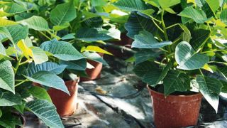 Une plante équilibrée, trapue, robuste, au terme de cinq mois minimum de culture. Une plante équilibrée, trapue, robuste, au terme de cinq mois minimum de culture.