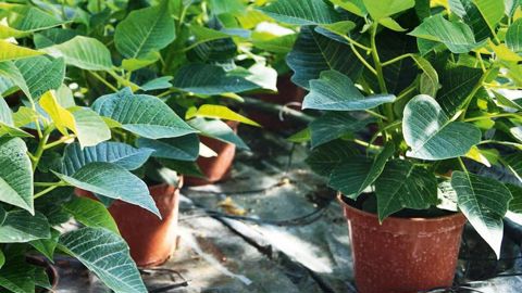 Une plante équilibrée, trapue, robuste, au terme de cinq mois minimum de culture.