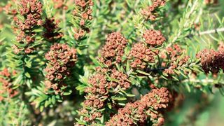 Les capsules mures d'Erica scoparia se parent de brun.PHOTOS : CHRISTOPHE CHAMBOLLE Les capsules mures d'Erica scoparia se parent de brun.PHOTOS : CHRISTOPHE CHAMBOLLE