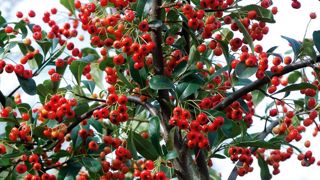 Décoratif et défensif, le Pyracantha fleurit en mai-juin et produit des fruits à pépins en automne.PHOTO : JÉRÔME JULLIEN Décoratif et défensif, le Pyracantha fleurit en mai-juin et produit des fruits à pépins en automne.PHOTO : JÉRÔME JULLIEN