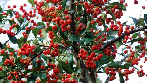 Décoratif et défensif, le Pyracantha fleurit en mai-juin et produit des fruits à pépins en automne.PHOTO : JÉRÔME JULLIEN