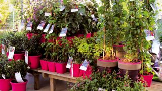 Des mises en scène sont préconisées pour valoriser les variétés J'nov®. Présentées sur un podium, elles sont associées à une sélection de végétaux « de saison ».