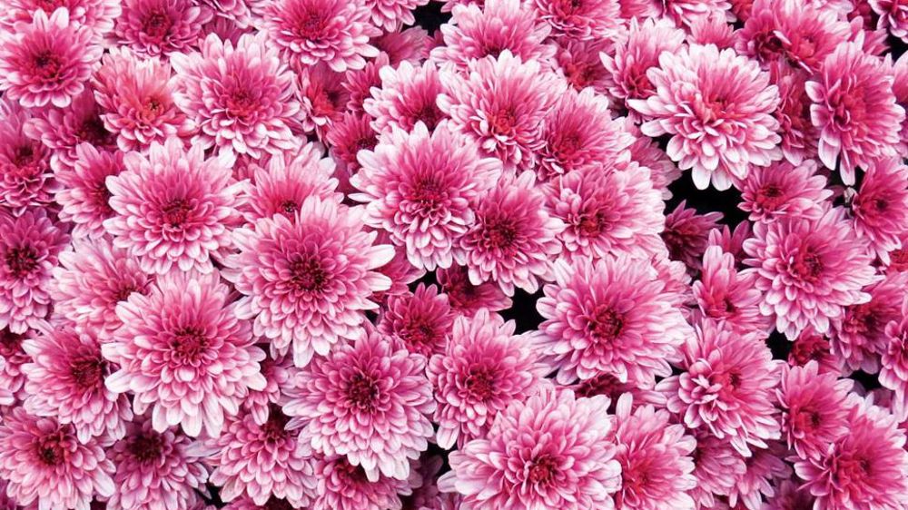 À la Toussaint, les chrysanthèmes multifleurs représentent toujours la plus grosse partie des ventes, principalement ceux cultivés en pots de 17 cm.PHOTO : ODILE MAILLARD À la Toussaint, les chrysanthèmes multifleurs représentent toujours la plus grosse partie des ventes, principalement ceux cultivés en pots de 17 cm.PHOTO : ODILE MAILLARD