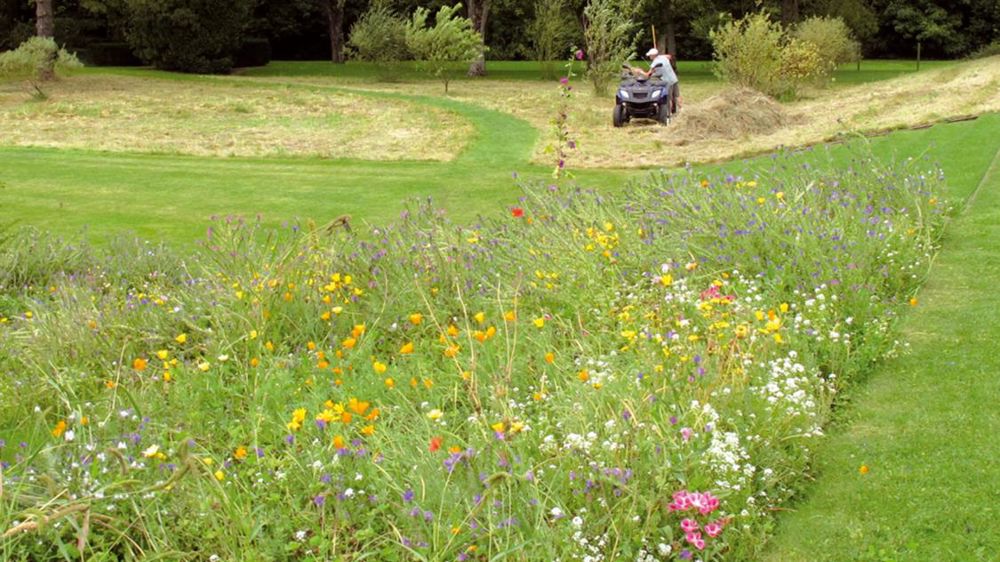 Le jardin de Pange, très ouvert sur la campagne environnante, fait la part belle aux prairies fleuries. Certaines d'entre elles ont dû être transformées en simples prairies, fauchées deux fois par an, faute d'avoir pu pérenniser les couverts, d'autres se sont transformées et ont prospéré. Le jardin de Pange, très ouvert sur la campagne environnante, fait la part belle aux prairies fleuries. Certaines d'entre elles ont dû être transformées en simples prairies, fauchées deux fois par an, faute d'avoir pu pérenniser les couverts, d'autres se sont transformées et ont prospéré.