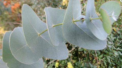 Feuillage juvénile aux feuilles orbiculaires.CHRISTOPHE CHAMBOLLE