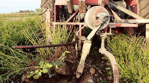 Producteurs et distributeurs ont choisi la troisième semaine d'octobre pour débuter les ventes. Ce délai va permettre de décaler d'autant les premiers arrachages en pépinière vers la fin de saison végétative pour améliorer la maturité.PHOTOS : PÉPINIÈRES FÉLIX
