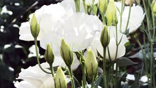 La filière horticole varoise est confrontée à de nombreux défis : concurrence internationale, hausse des charges, baisse des surfaces horticoles et du nombre d'exploitations, vieillissement de la population agricole, vétusté du parc de serres... Des défis qu'elle espère relever en mobilisant tous ses acteurs autour d'orientations stratégiques. La filière horticole varoise est confrontée à de nombreux défis : concurrence internationale, hausse des charges, baisse des surfaces horticoles et du nombre d'exploitations, vieillissement de la population agricole, vétusté du parc de serres... Des défis qu'elle espère relever en mobilisant tous ses acteurs autour d'orientations stratégiques.