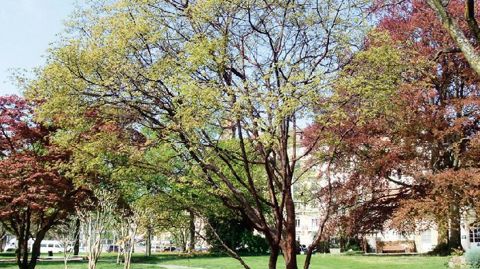 Acer griseum, au feuillage bronze au printemps et coloré à l'automne, se démarque surtout par une belle écorce orangée.PHOTOS : JAC BOUTAUD