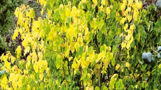 Le feuillage prend une belle teinte jaune clair en automne. Le feuillage prend une belle teinte jaune clair en automne.