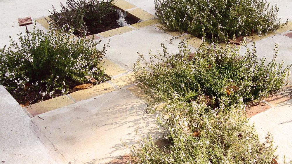 Pour développer les ventes, Arom'antique prévoit la création d'un jardin de présentation pour montrer aux clients les différents types d'aménagements possibles, les diverses utilisations des aromatiques, la variété des collections... Pour développer les ventes, Arom'antique prévoit la création d'un jardin de présentation pour montrer aux clients les différents types d'aménagements possibles, les diverses utilisations des aromatiques, la variété des collections...