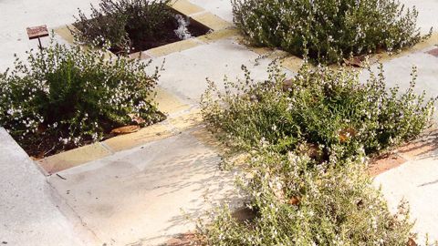 Pour développer les ventes, Arom'antique prévoit la création d'un jardin de présentation pour montrer aux clients les différents types d'aménagements possibles, les diverses utilisations des aromatiques, la variété des collections...