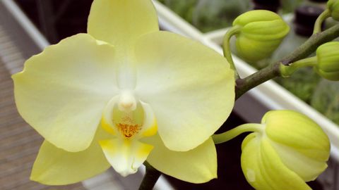 Au premier semestre 2011, le volume d'approvisionnement de la plante en pot fleurie la plus traitée sur les veilingen, le Phalaenopsis, a diminué de 20 % pour la première fois après des années de croissance.PHOTO : VALÉRIE VIDRIL