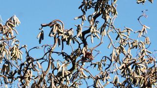 Le noisetier abrite une entomofaune utile aux végétaux cultivés. La variété 'Contorta', à branches tortueuses, peut être valorisée en plantation isolée ou associée à des arbustes en massif.PHOTO : JÉRÔME JULLIEN Le noisetier abrite une entomofaune utile aux végétaux cultivés. La variété 'Contorta', à branches tortueuses, peut être valorisée en plantation isolée ou associée à des arbustes en massif.PHOTO : JÉRÔME JULLIEN