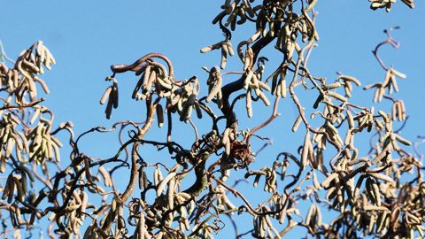 Le noisetier abrite une entomofaune utile aux végétaux cultivés. La variété 'Contorta', à branches tortueuses, peut être valorisée en plantation isolée ou associée à des arbustes en massif.PHOTO : JÉRÔME JULLIEN