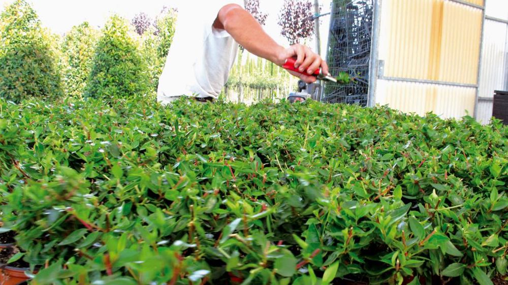 Pour faire face à la stagnation des ventes, les producteurs italiens de Toscane ont créé un consortium rassemblant vingt producteurs et trois coopératives. Objectif : assurer le marketing, la communication et la promotion des végétaux. Pour faire face à la stagnation des ventes, les producteurs italiens de Toscane ont créé un consortium rassemblant vingt producteurs et trois coopératives. Objectif : assurer le marketing, la communication et la promotion des végétaux.