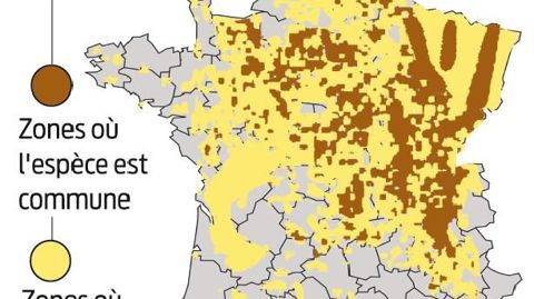 Individu spontané et florifère en lisière de bois calcaire.PHOTO : CHRISTOPHE CHAMBOLLE