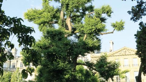 L'arbre aux quarante écus peut atteindre 30 m de haut et nécessite un espace vital suffisant pour s'exprimer en forme libre. PHOTO : JÉRÔME JULLIEN