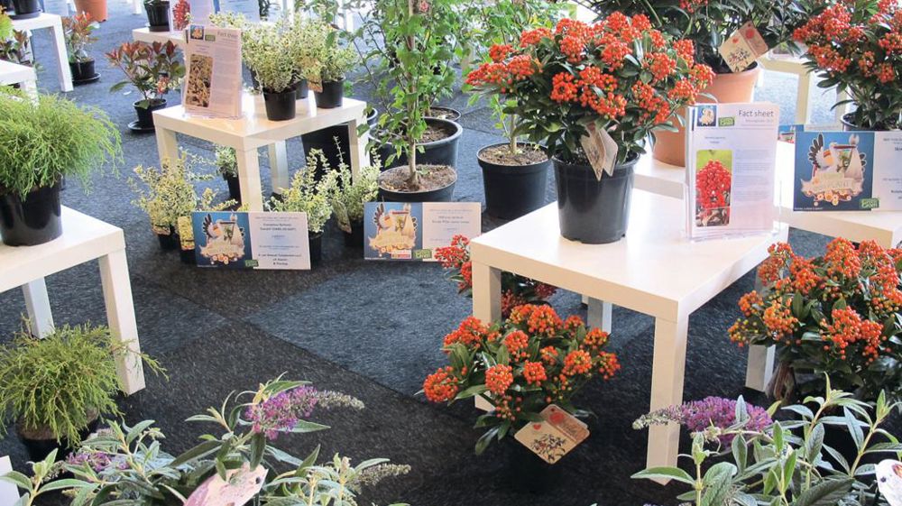 Sur le salon GrootGroenPlus comme ailleurs, chacun cherche à se démarquer, en présentant une nouveauté végétale ou en optant pour une stratégie particulière. Sur le salon GrootGroenPlus comme ailleurs, chacun cherche à se démarquer, en présentant une nouveauté végétale ou en optant pour une stratégie particulière.