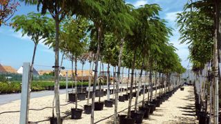 Sept pépiniéristes d'Ile-de-France ont créé un GIE, « Pépinières Franciliennes », pour mieux peser sur le marché local. Objectif, contrer les grandes pépinières étrangères qui fournissent l'essentiel du marché du paysage autour de la capitale.PHOTOS : PÉPINIÈRES FRANCILIENNES