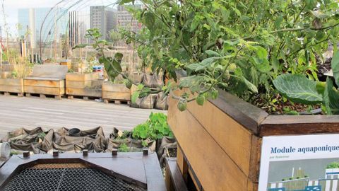 Pour de nombreux observateurs, l'agriculture urbaine n'est pas un phénomène de mode mais un mouvement de fond, qui invite à changer de regard sur la gestion de l'espace urbain et la place du végétal en ville, comme ici, sur le toit de la Cité de la mode, à Paris.PHOTO : PASCAL FAYOLLE