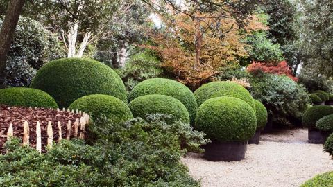 Chaque arbre de la pépinière est considéré comme un sujet unique, et pour cette raison, bénéficie d'un espace suffisant pour croître et profiter au maximum de la lumière.