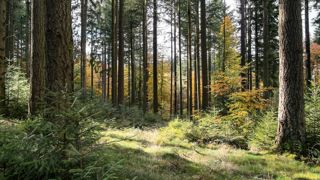 En forêt, les arbres sont plantés pour un horizon de cinquante à cent ans ; ce qui oblige à gérer dans un contexte incertain. Le secteur forestier montre donc qu'il est nécessaire d'anticiper pour adapter la palette végétale au changement climatique.PHOTO : SYLVAIN GAUDIN - CRPF CA© CNPF En forêt, les arbres sont plantés pour un horizon de cinquante à cent ans ; ce qui oblige à gérer dans un contexte incertain. Le secteur forestier montre donc qu'il est nécessaire d'anticiper pour adapter la palette végétale au changement climatique.PHOTO : SYLVAIN GAUDIN - CRPF CA© CNPF