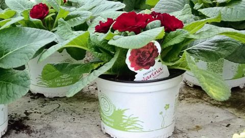 Le coût des pots siglés HPF est ajouté au prix de la plante lors de la vente puis remboursé au client au retour des contenants sous forme de remise sur un futur achat.PHOTOS : HPF