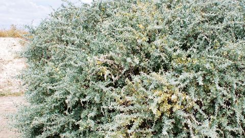 Atriplex halimus est un arbrisseau très ramifié, doté d'un feuillage dense résistant aux milieux salés. Il bénéficie de toutes les qualités requises pour habiller durablement les dunes et les talus en bord de mer.JÉRÔME JULLIEN
