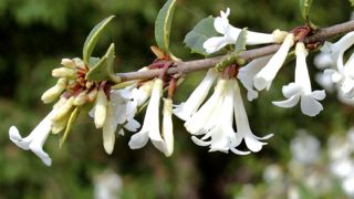 Les fleurs tubulées, de 14 à 18 mm de long, offrent un parfum suave de jasmin. Les fleurs tubulées, de 14 à 18 mm de long, offrent un parfum suave de jasmin.