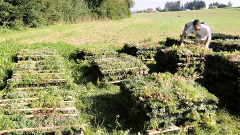 Le marché des toitures végétalisées représente aujourd'hui près de 10 % du chiffre d'affaires de la pépinière Damien Vivier. La production est en croissance régulière.