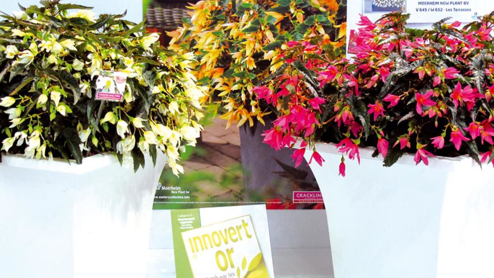 Begonia boliviensis Crackling Fire® Pink et son équivalent blanc sont lancés via le diffuseur Moerheim New Plant, représentant en Europe de l'obtenteur japonais Suntory.