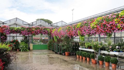 La pluie a trop fréquemment perturbé la saison de printemps 2016. Les clients ont boudé les points de vente, même si ceux des producteurs détaillants ont mieux tiré leur épingle du jeu que les jardineries.PHOTO : ODILE MAILLARD