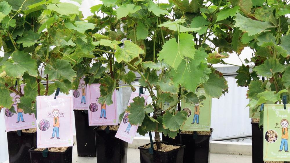 Des vignes pour la fête des Pères : c'est l'un des exemples de plantes prêtes à offrir proposées par les pépinières Minier pour le prochain printemps.PHOTOS : PASCAL FAYOLLE Des vignes pour la fête des Pères : c'est l'un des exemples de plantes prêtes à offrir proposées par les pépinières Minier pour le prochain printemps.PHOTOS : PASCAL FAYOLLE