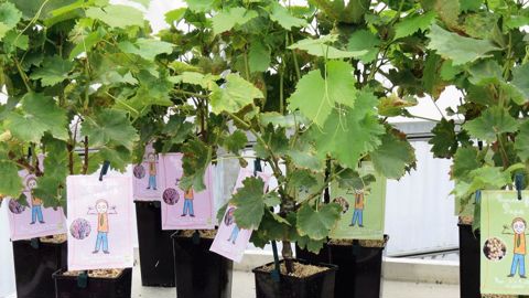 Des vignes pour la fête des Pères : c'est l'un des exemples de plantes prêtes à offrir proposées par les pépinières Minier pour le prochain printemps.PHOTOS : PASCAL FAYOLLE