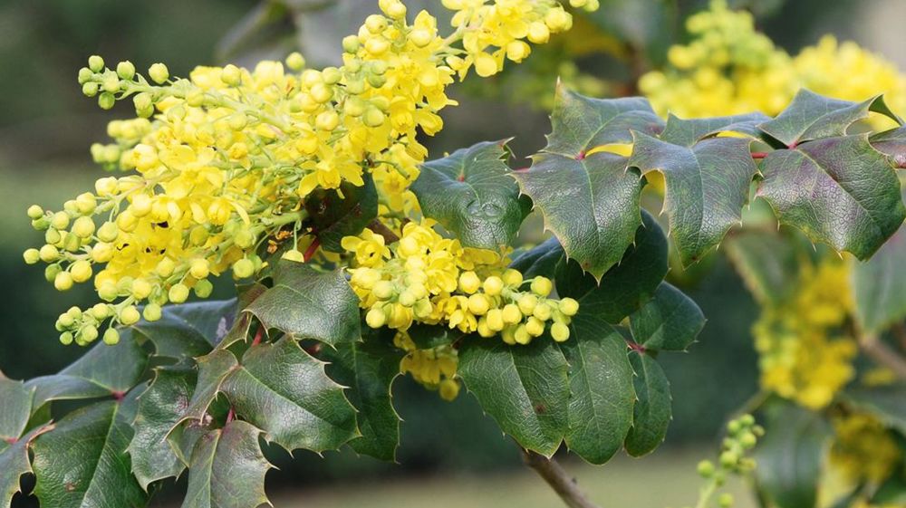Mahonia aquifolium combine des attraits cynégétiques et écologiques intéressants. Il apporte abri et nourriture au gibier, aux oiseaux frugivores et aux pollinisateurs.PHOTO : JÉRÔME JULLIEN Mahonia aquifolium combine des attraits cynégétiques et écologiques intéressants. Il apporte abri et nourriture au gibier, aux oiseaux frugivores et aux pollinisateurs.PHOTO : JÉRÔME JULLIEN