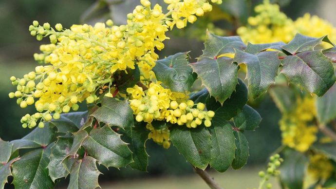 Mahonia aquifolium combine des attraits cynégétiques et écologiques intéressants. Il apporte abri et nourriture au gibier, aux oiseaux frugivores et aux pollinisateurs.PHOTO : JÉRÔME JULLIEN
