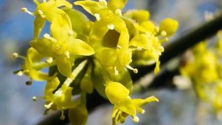 L'inflorescence ressort sur le bois nu.PHOTO : CHRISTOPHE CHAMBOLLE
