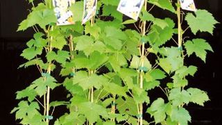 Jardivigne a permis à une pépinière de passer du marché de la viticulture à celui de l'amateur en diversifiant son offre.PHOTO : JARDIVIGNE