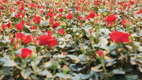 La filière des fleurs coupées aux Pays-Bas est en difficulté depuis plusieurs années. Les productions de plantes en pot et de pépinière s'en sortaient mieux. Désormais, c'est toute la filière horticole qui souffre depuis 2009. Et malgré un léger mieux en 2012, la situation reste tendue.PHOTO : AD VAN MARREWIJK