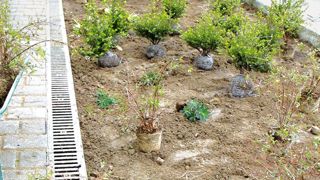 Les contractions budgétaires qui pèsent sur le marché des collectivités semble avoir davantage touché les emplois que les achats de végétaux. La création d'espaces verts reste une bonne manière, pour les villes, de montrer leur dynamisme sans trop dépenser. Les contractions budgétaires qui pèsent sur le marché des collectivités semble avoir davantage touché les emplois que les achats de végétaux. La création d'espaces verts reste une bonne manière, pour les villes, de montrer leur dynamisme sans trop dépenser.