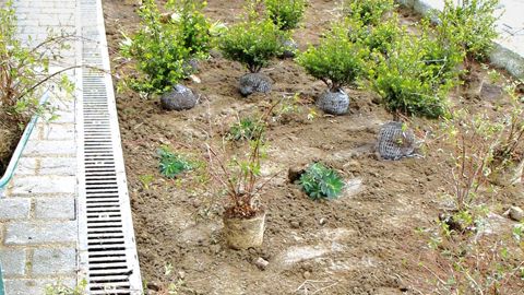 Les contractions budgétaires qui pèsent sur le marché des collectivités semble avoir davantage touché les emplois que les achats de végétaux. La création d'espaces verts reste une bonne manière, pour les villes, de montrer leur dynamisme sans trop dépenser. Les contractions budgétaires qui pèsent sur le marché des collectivités semble avoir davantage touché les emplois que les achats de végétaux. La création d'espaces verts reste une bonne manière, pour les villes, de montrer leur dynamisme sans trop dépenser.